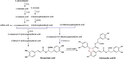 Genome-Wide Identification and Characterization of Salvia miltiorrhiza Laccases Reveal Potential Targets for Salvianolic Acid B Biosynthesis